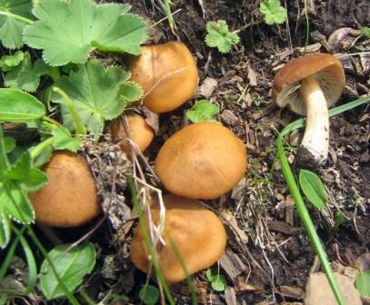  Lacrymaria lacrymabunda (Psathyrella velutina)